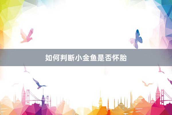 如何判断小金鱼是否怀胎